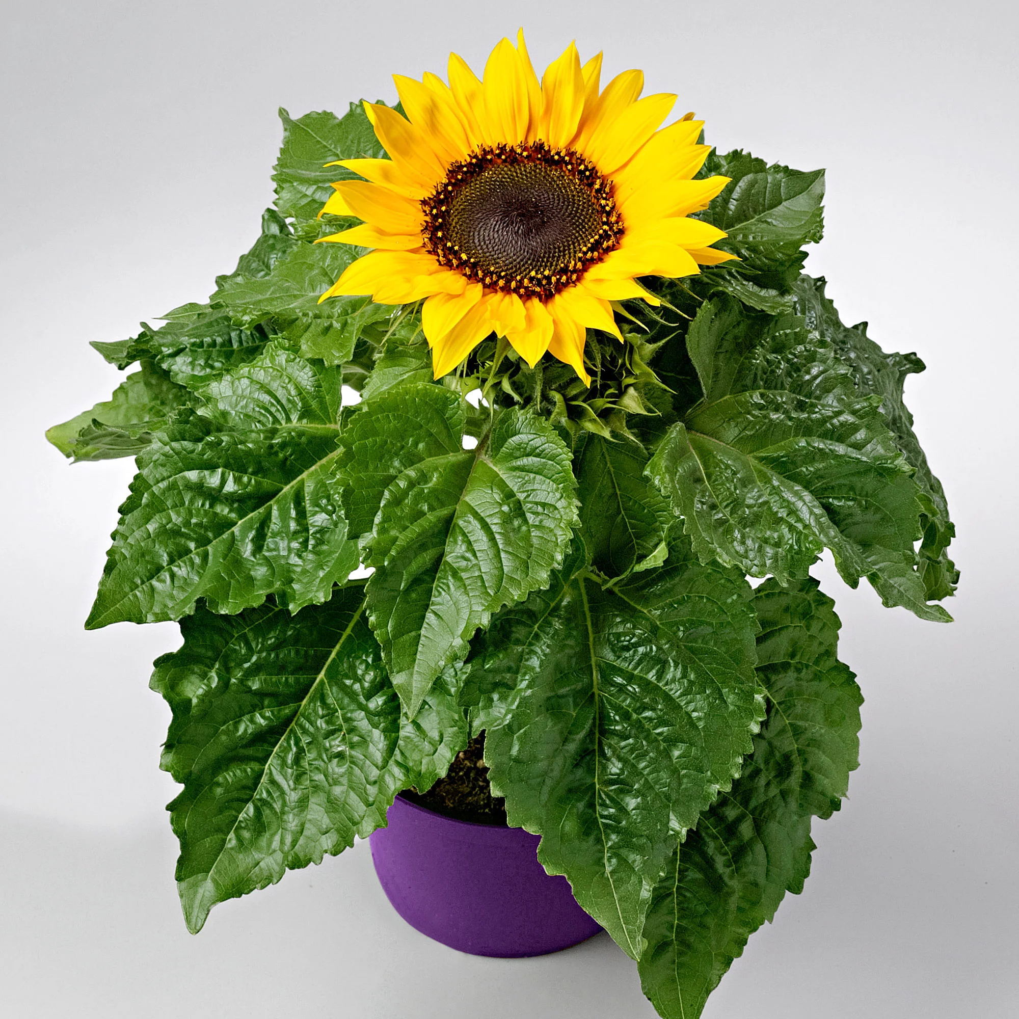 Tournesol Helianthus 'Choco Sun' Jaune - Image 3
