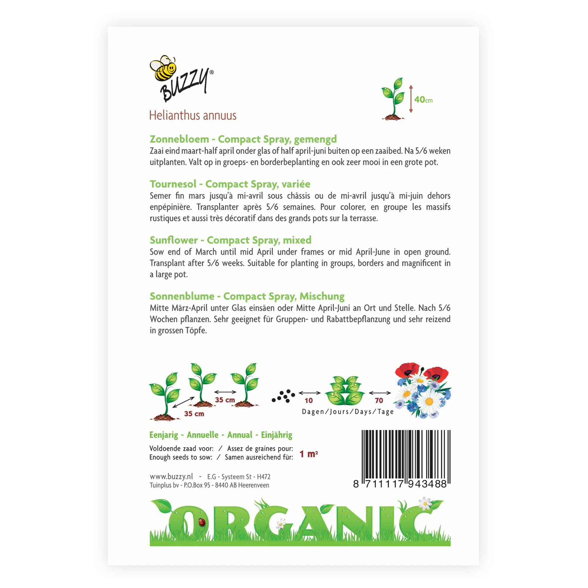 Tournesol Helianthus 'Compact Spray' - Biologique jaune 3 m² - Semences de fleurs - Image 2