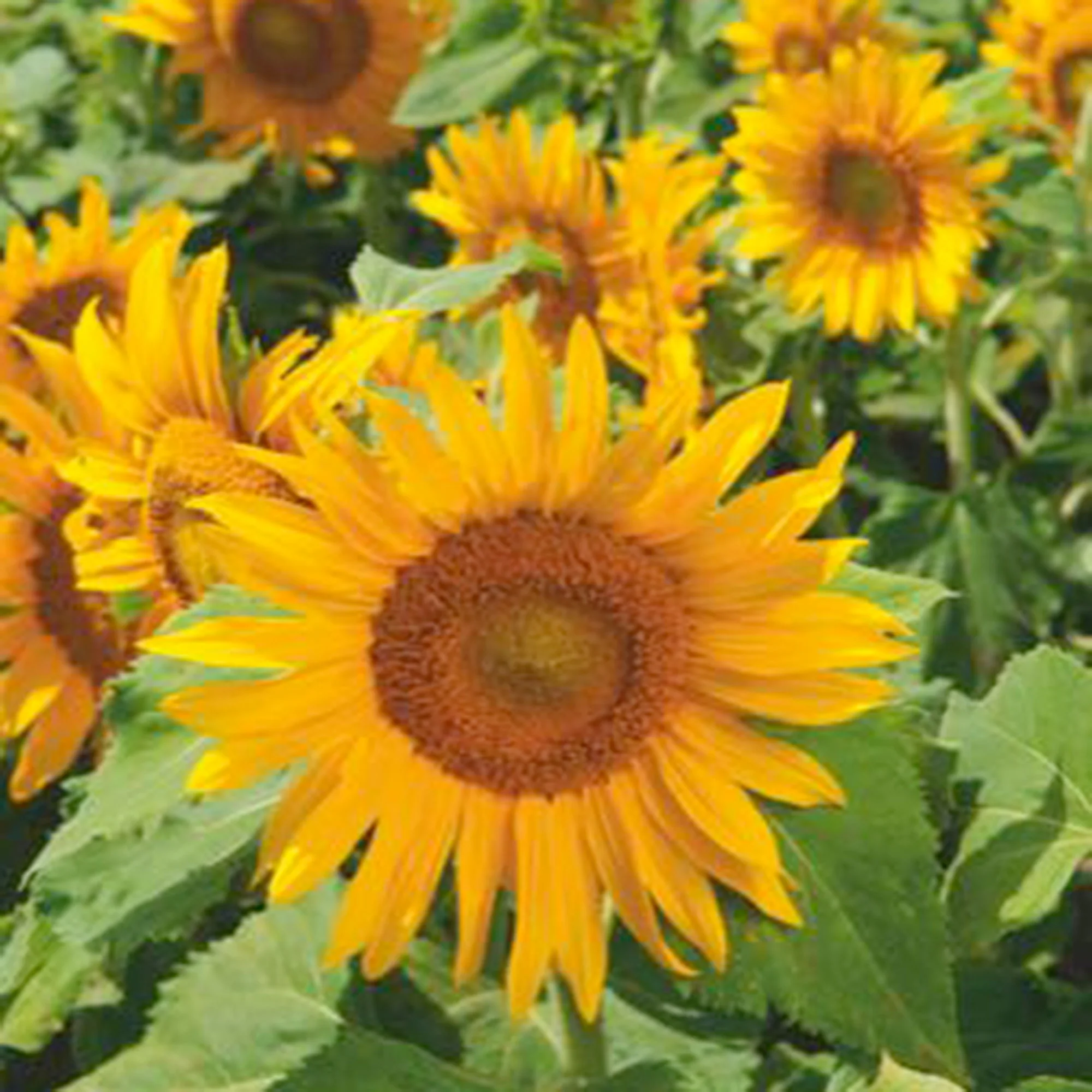 Tournesol Helianthus 'Irish Eyes' jaune 3 m² - Semences de fleurs - Image 4