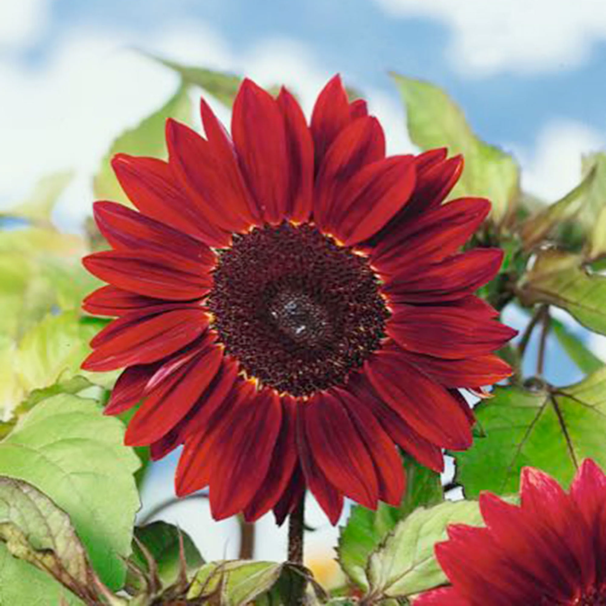 Tournesol Helianthus 'Moulin Rouge' rouge 3 m² - Semences de fleurs