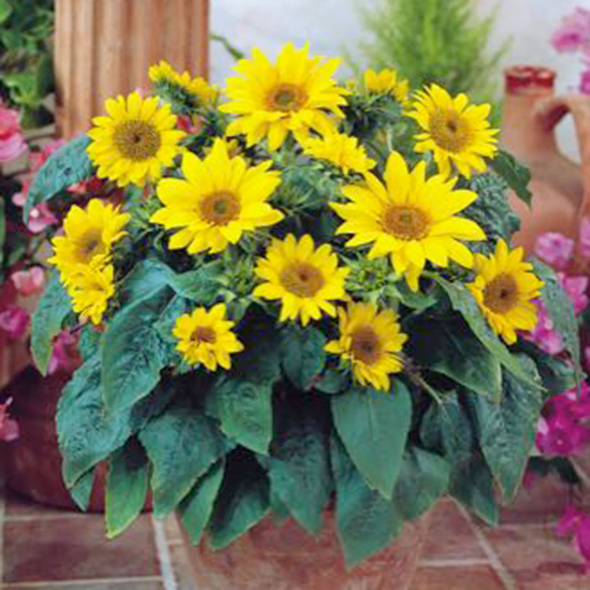 Tournesol Helianthus 'Pacino Gold' jaune 3 m² - Semences de fleurs - Image 4