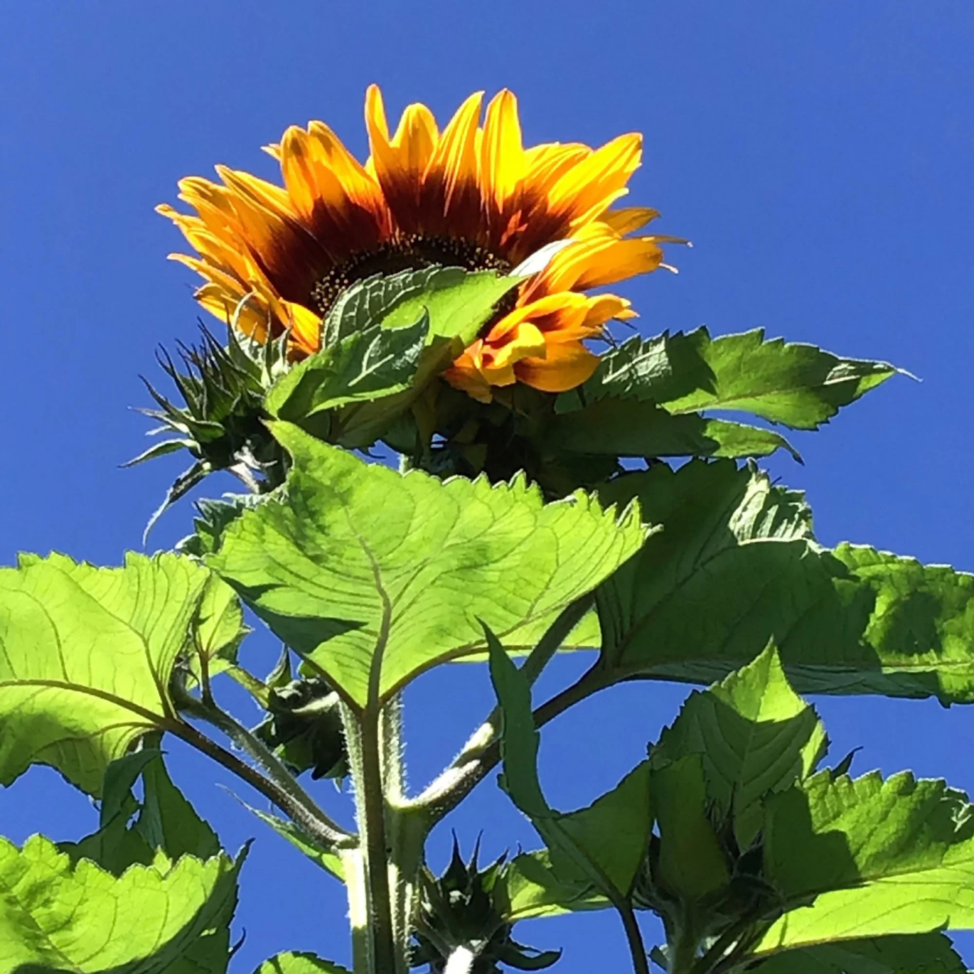 Tournesol Helianthus 'Ring of Fire' rouge 3 m² - Semences de fleurs - Image 2
