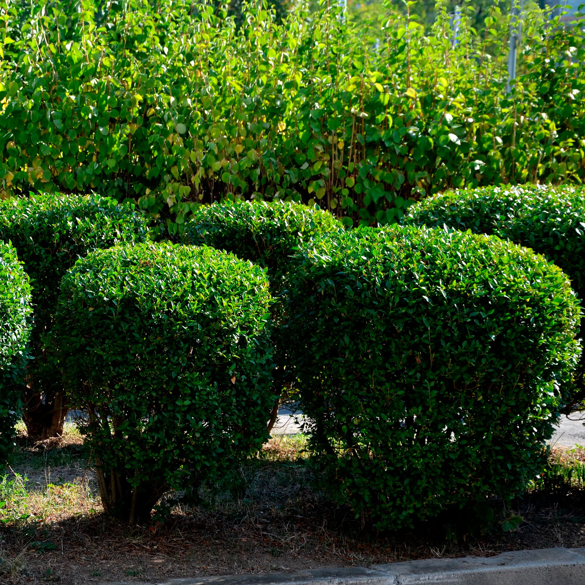 Troène Ligustrum ovalifolium - Image 2
