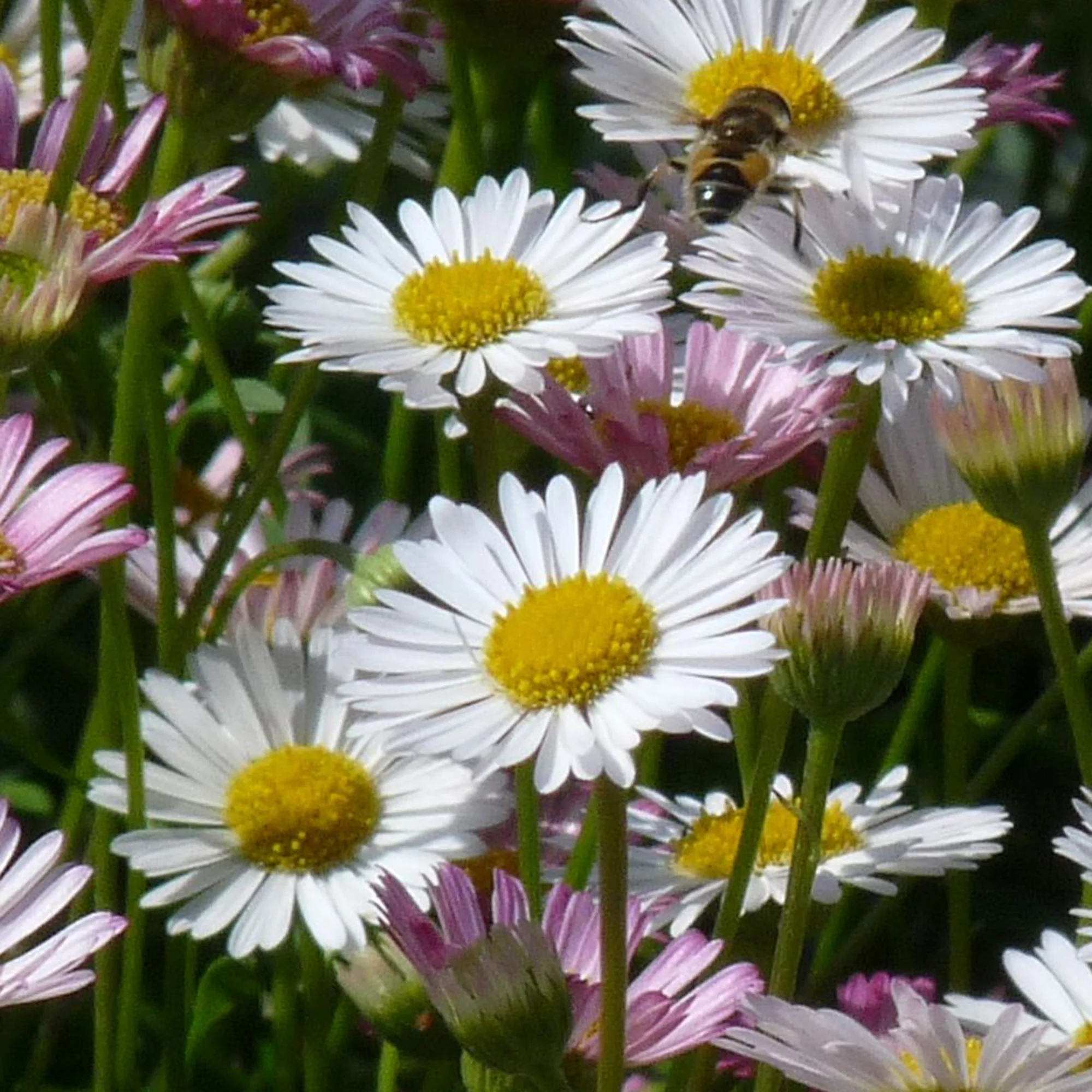 Vergerette Erigeron kavinskianus Blanc-Rose - Bio - Image 3