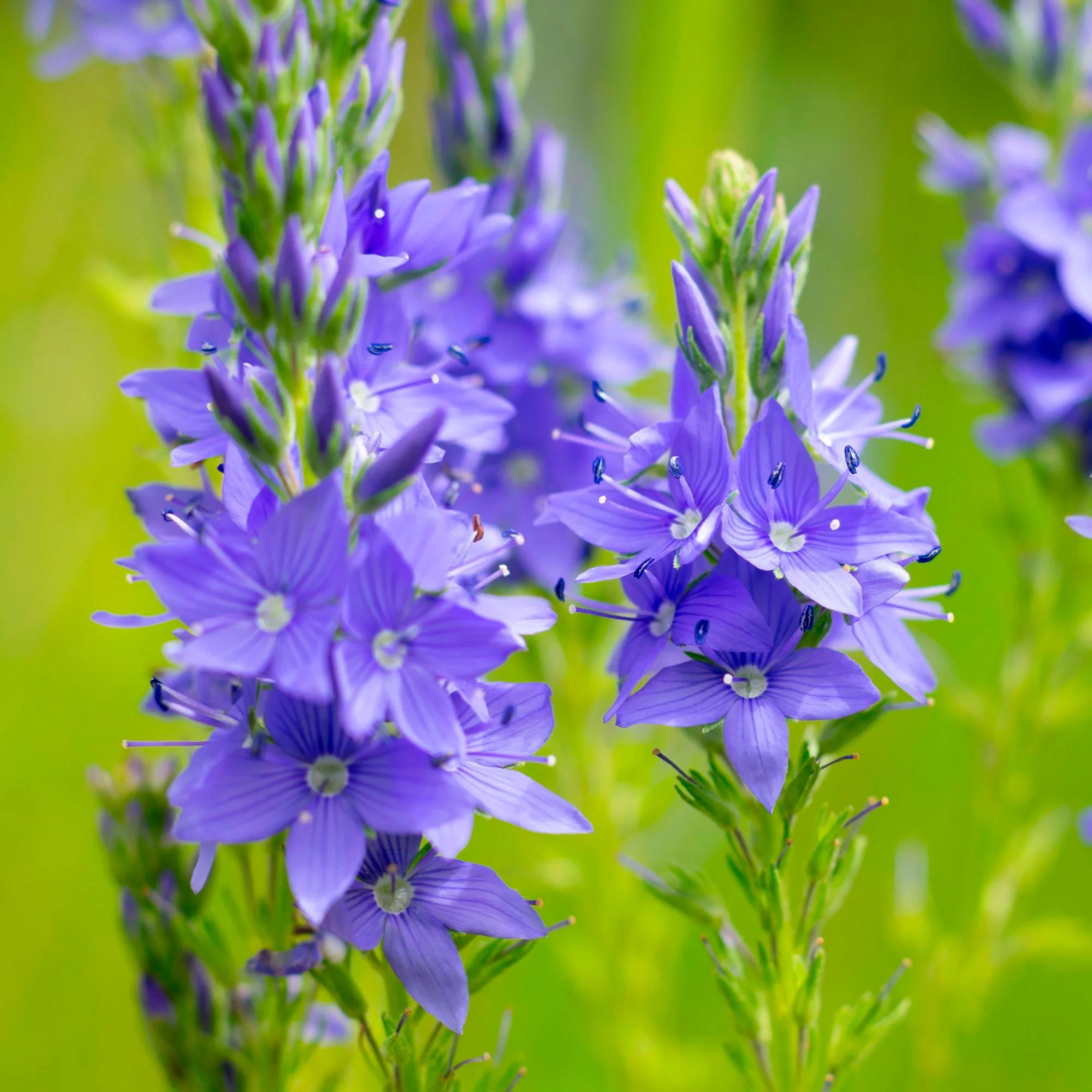 Véronique à longues feuilles Veronica longifolia violette Biologique - Image 3