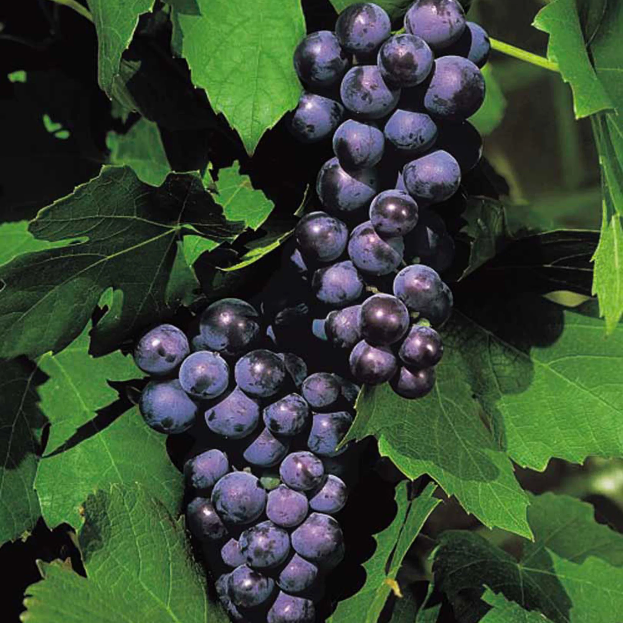 Vigne Vitis 'Boskoop Glory' Bleu - Bio - Image 2