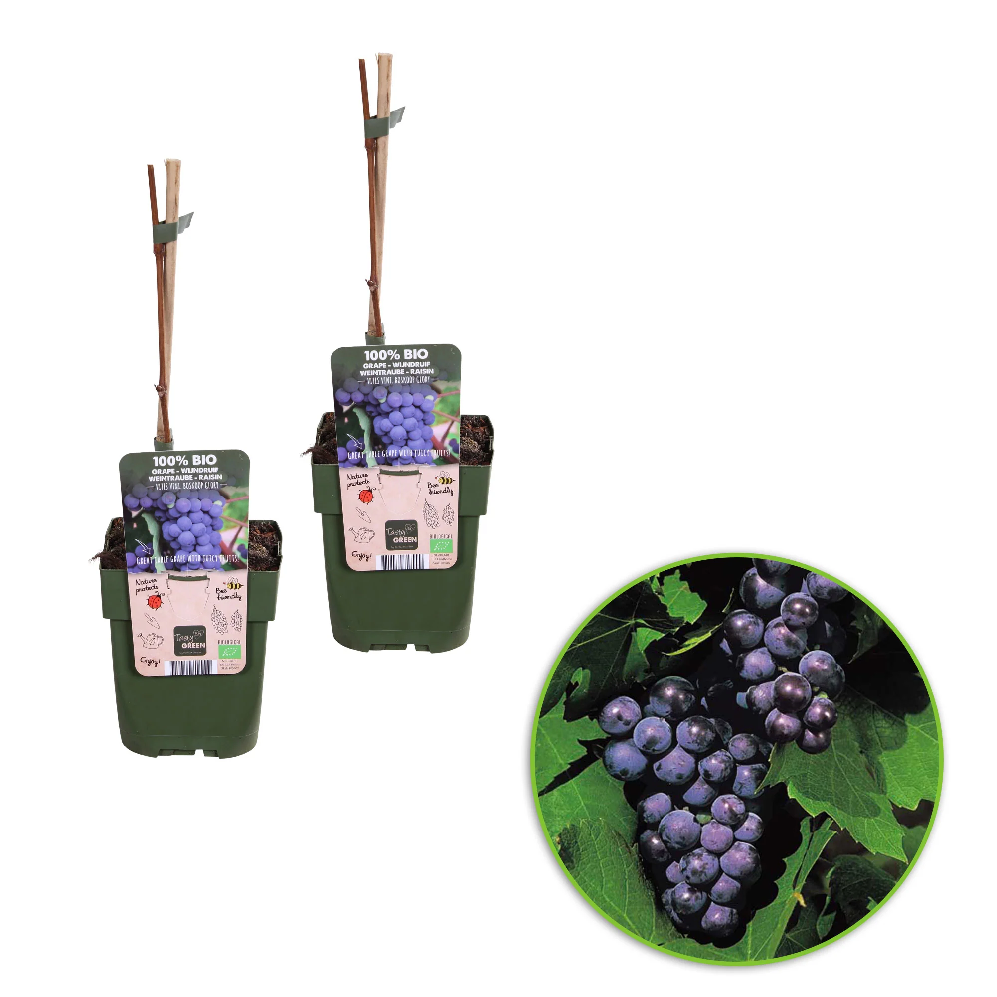 Vigne Vitis 'Boskoop Glory' Bleu - Bio - Image 4
