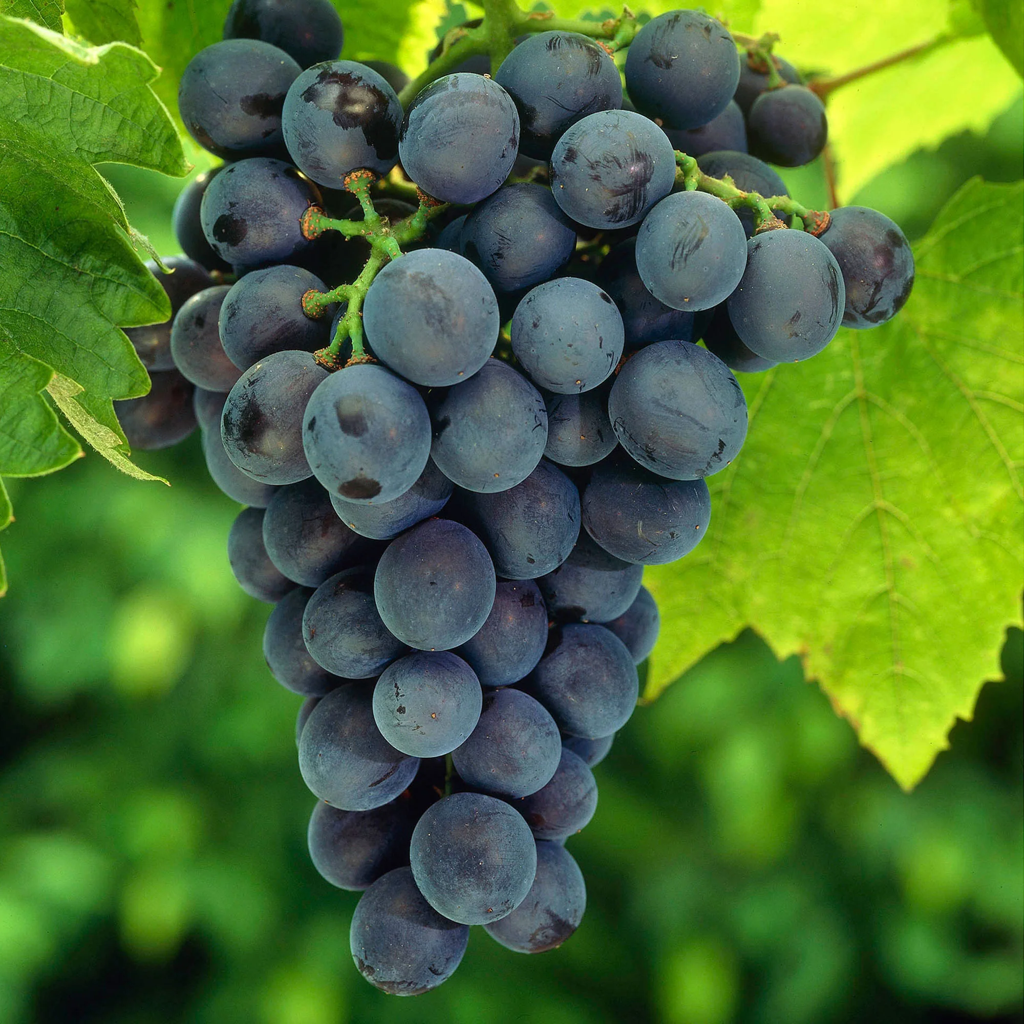 Vigne Vitis 'Venus' Bleu - Bio