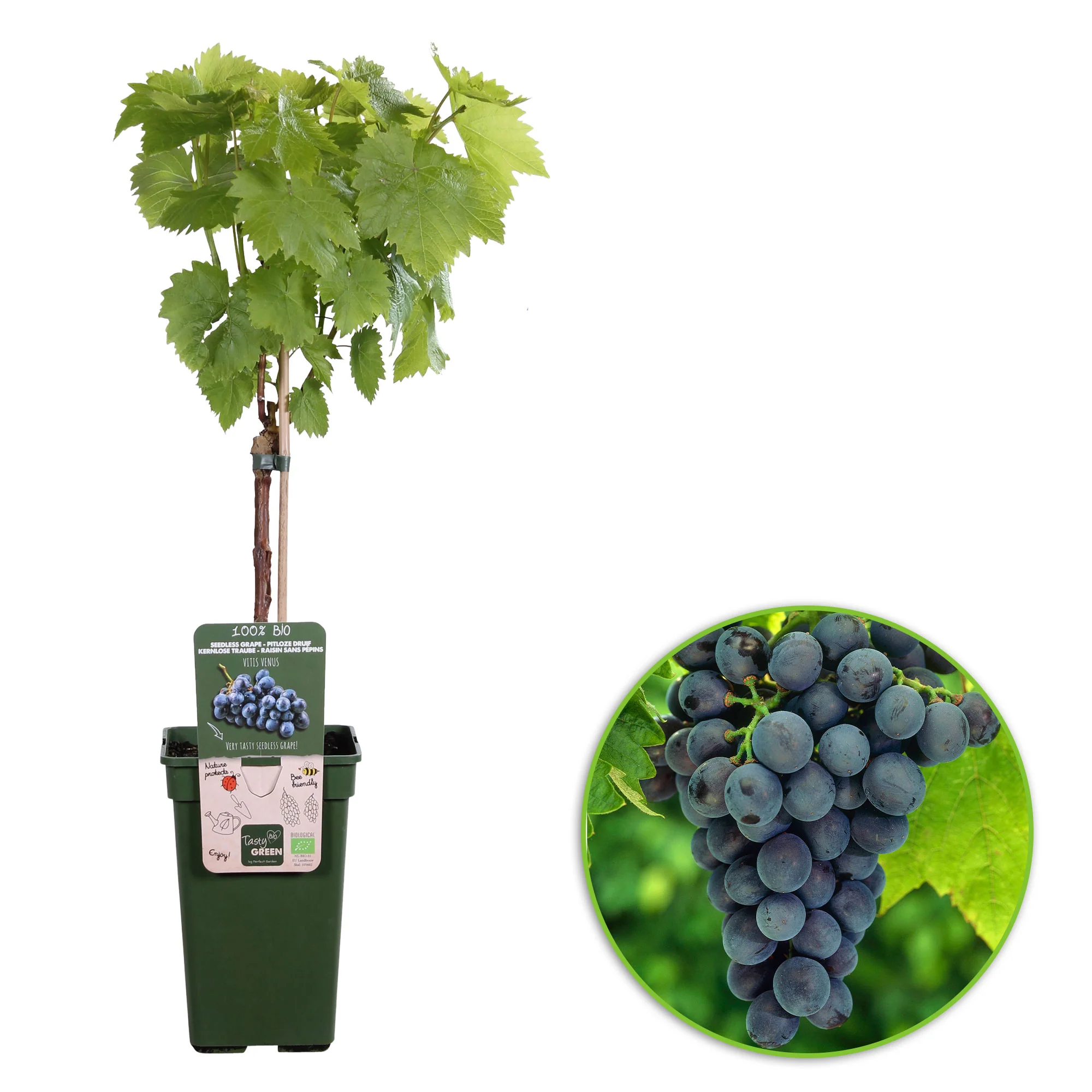 Vigne Vitis 'Venus' Bleu - Bio - Image 4