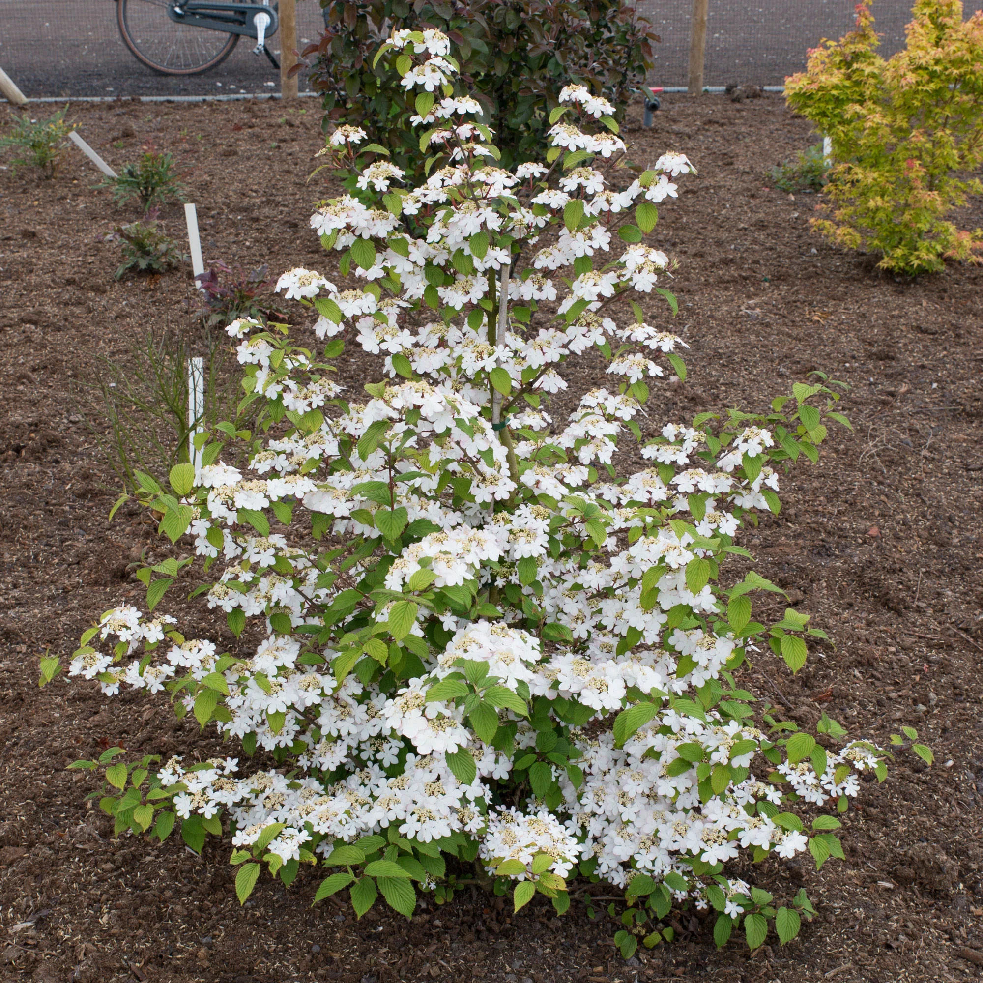 Viorne de Chine Viburnum 'Kilimandjaro Sunrise' rose-blanc - Image 2