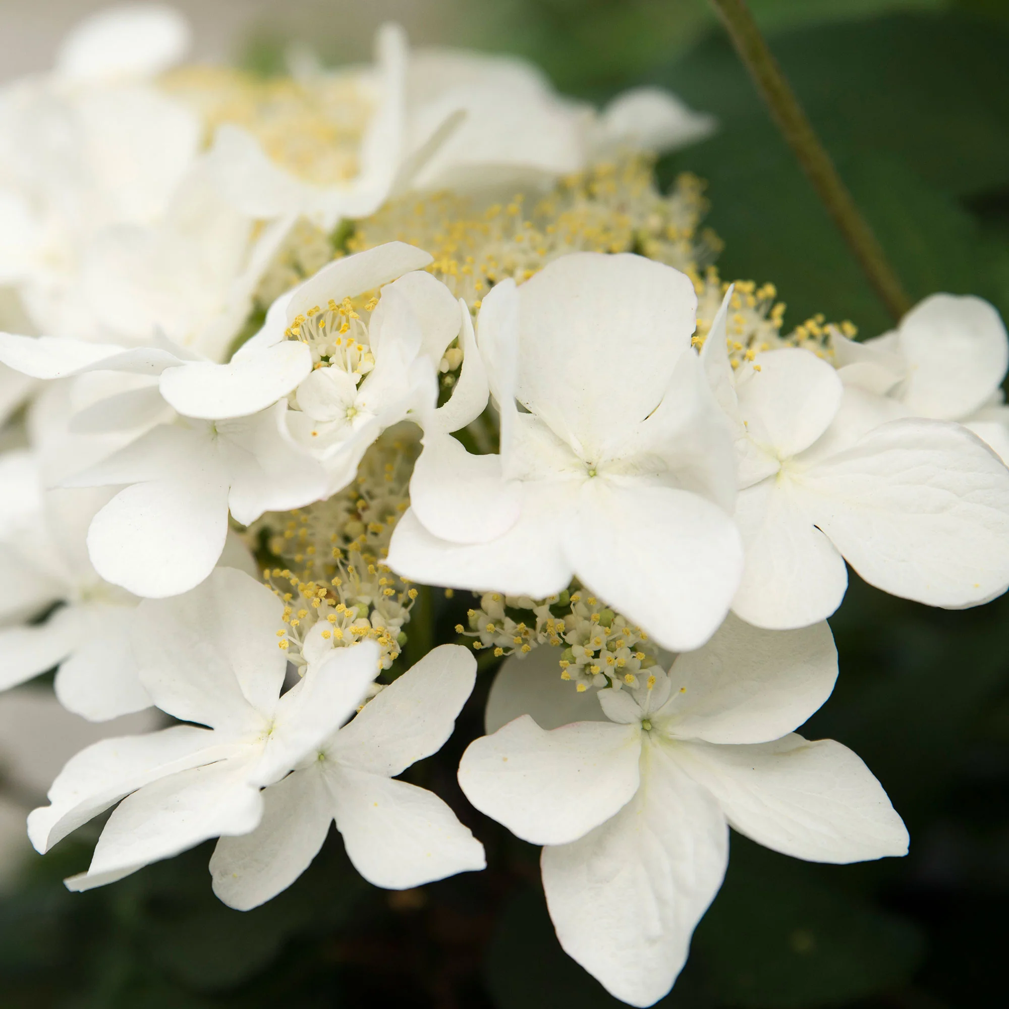 Viorne de Chine Viburnum 'Kilimandjaro Sunrise' rose-blanc - Image 3