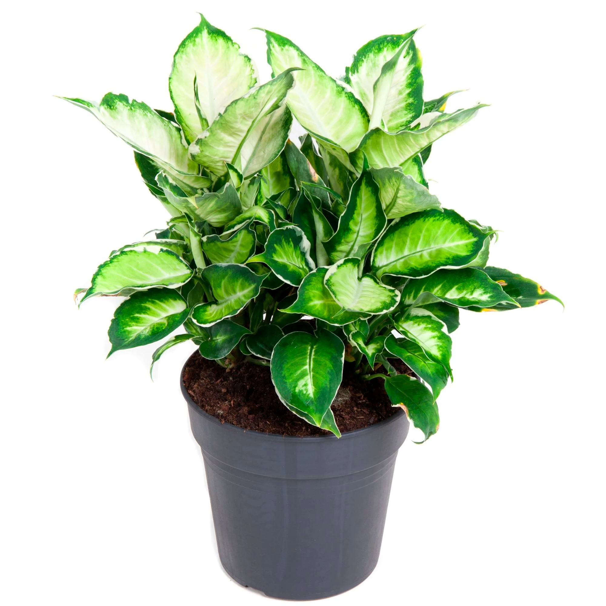 Voleur de Bagdad Dieffenbachia seguine 'Cool Beauty' multicolore 'Cool Beauty'