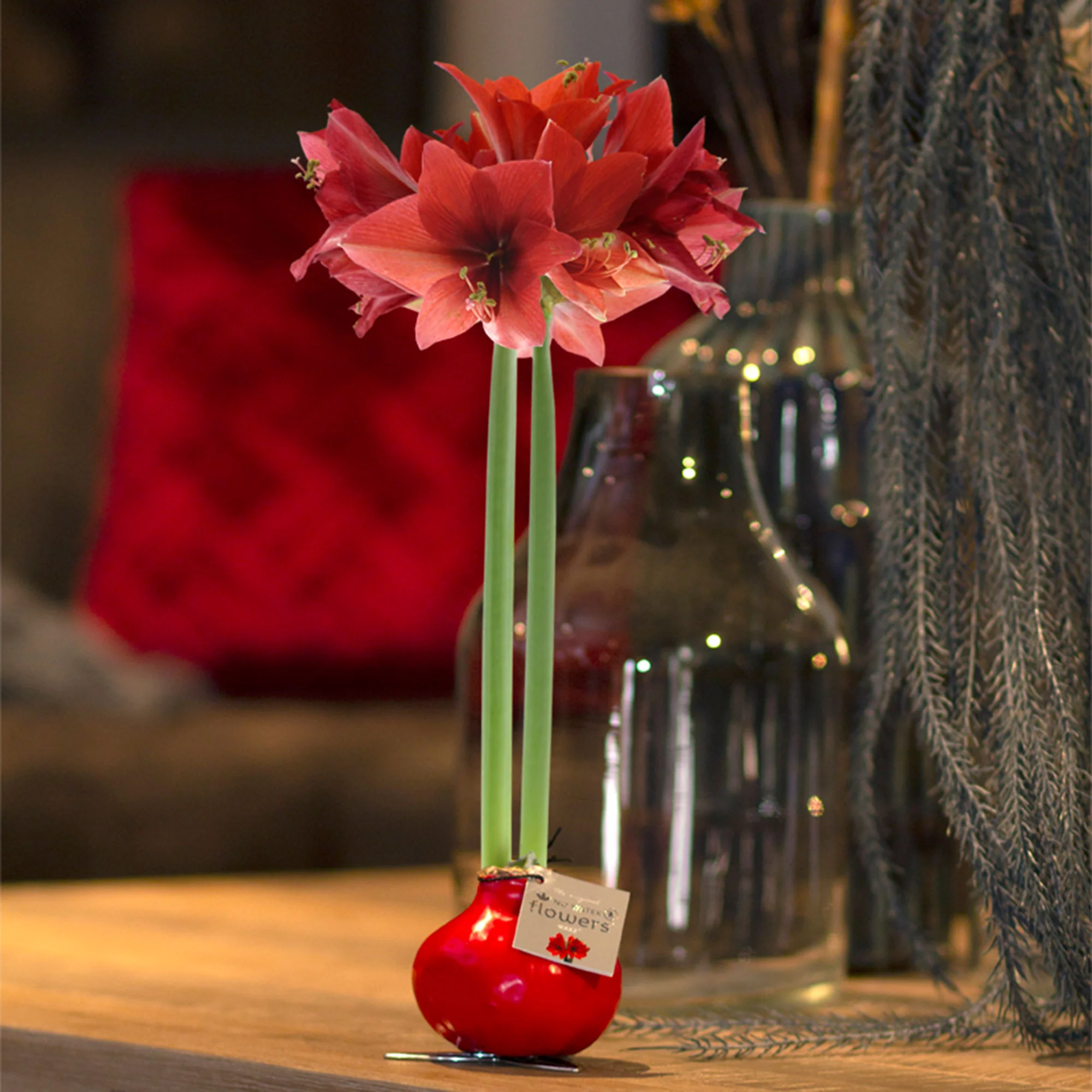 Wax Amaryllis Hippeastrum 'Kolibri' rouge - Image 2