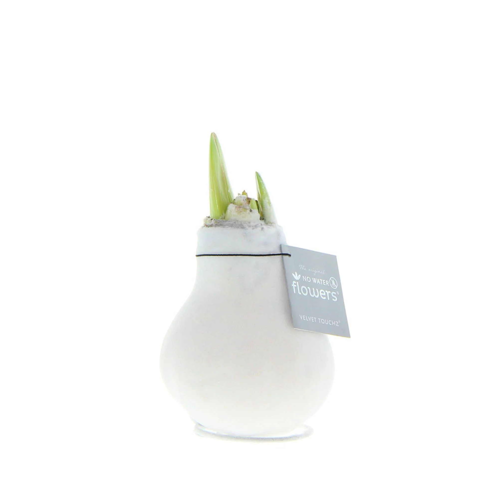 Wax Amaryllis Hippeastrum 'Velvet ' blanc - Image 2
