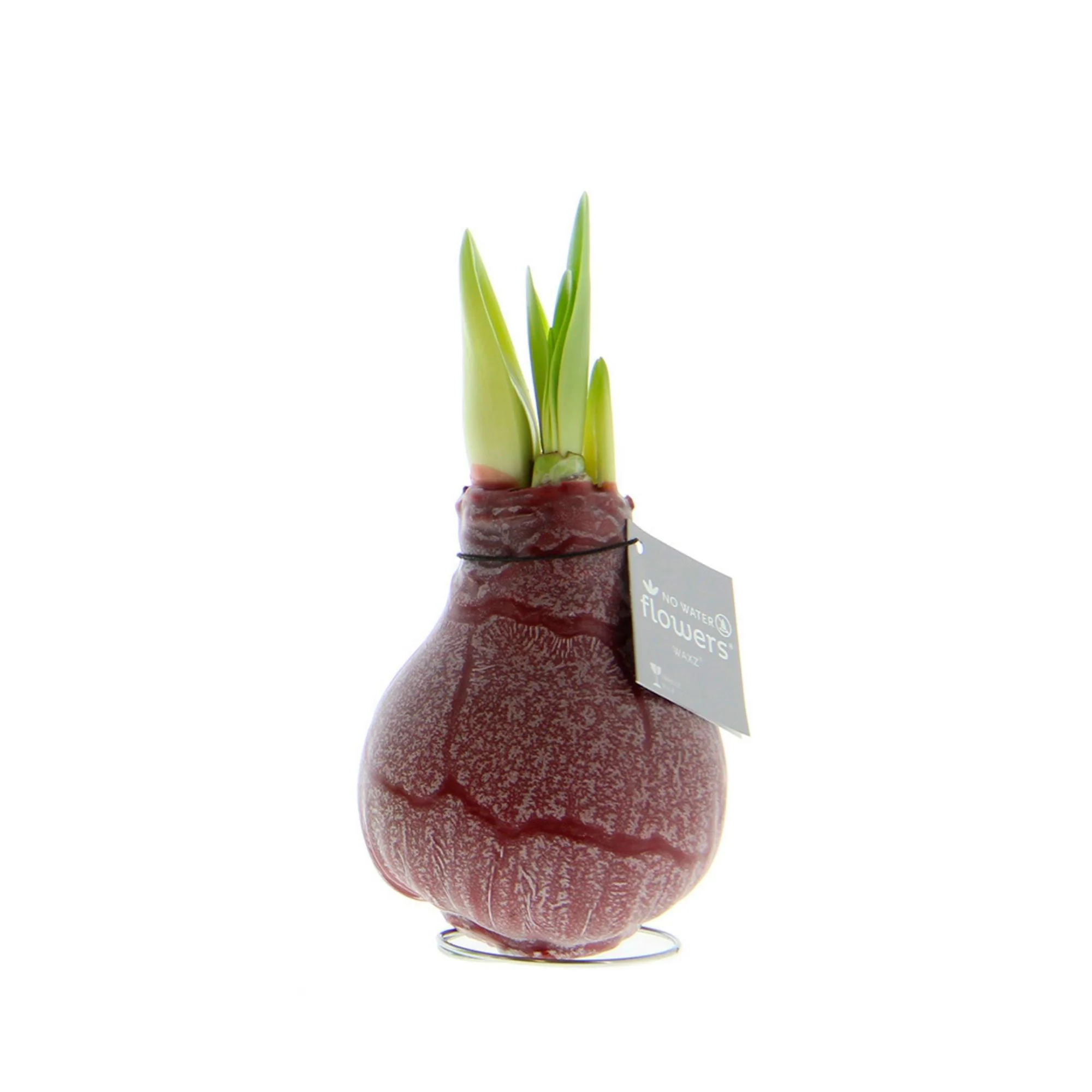 Wax amaryllis 'Marble' bordeaux - Image 4