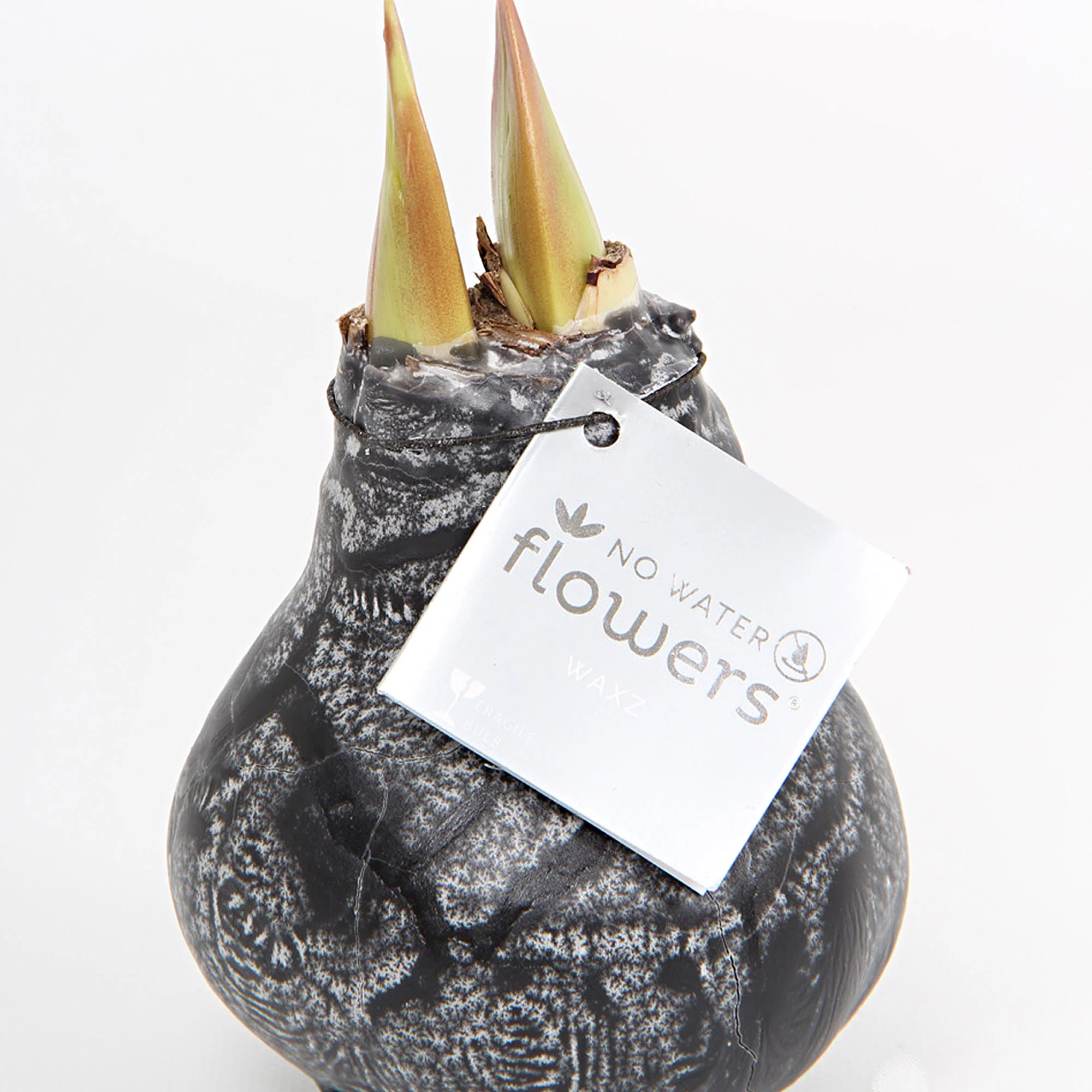 Wax amaryllis 'Marble' noir - Image 3