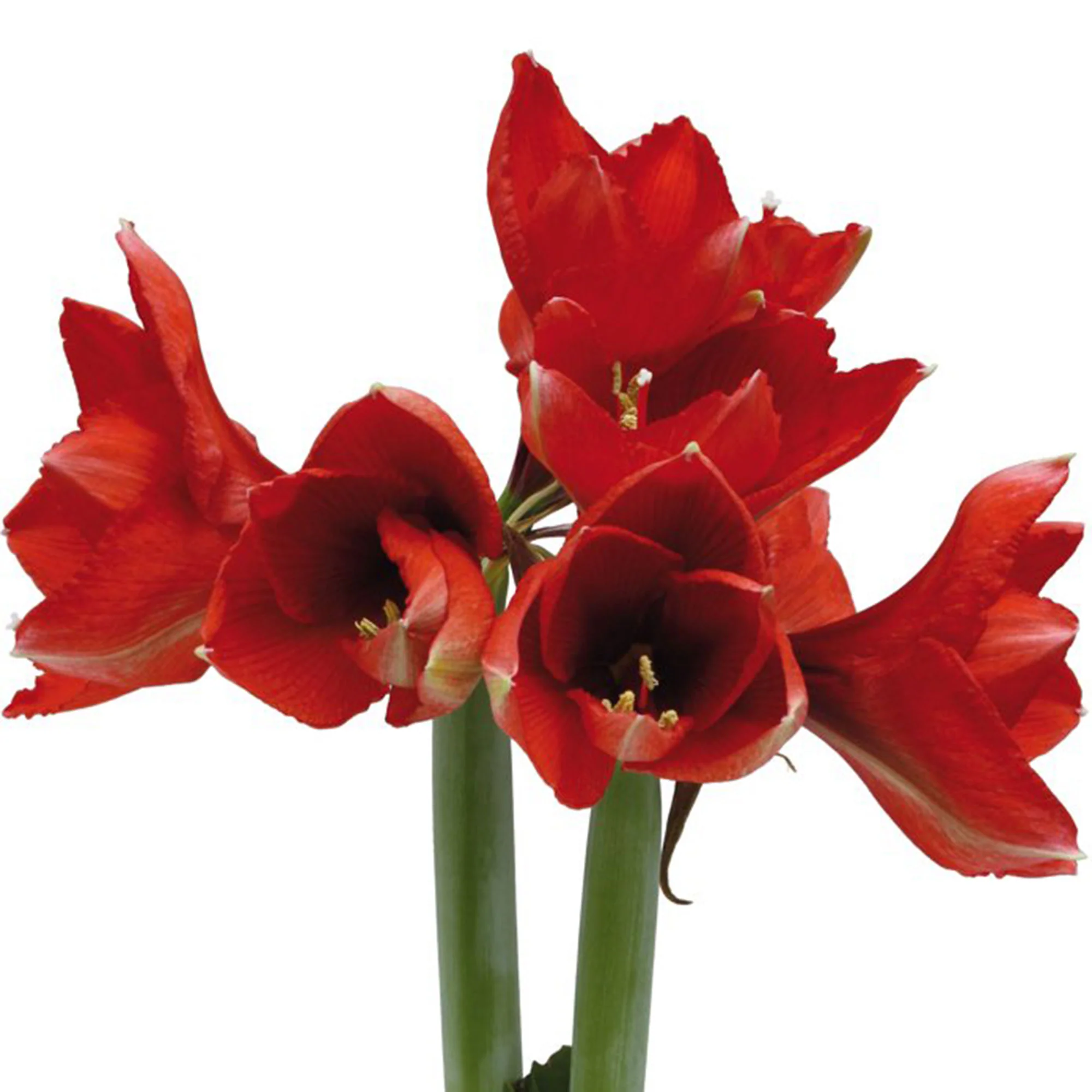 Wax amaryllis 'Marble' vert - Image 2