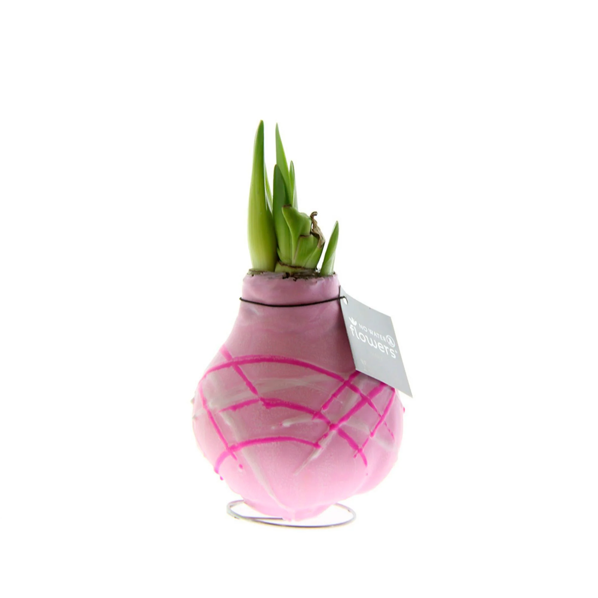 Wax amaryllis 'Monet' rose - Image 4