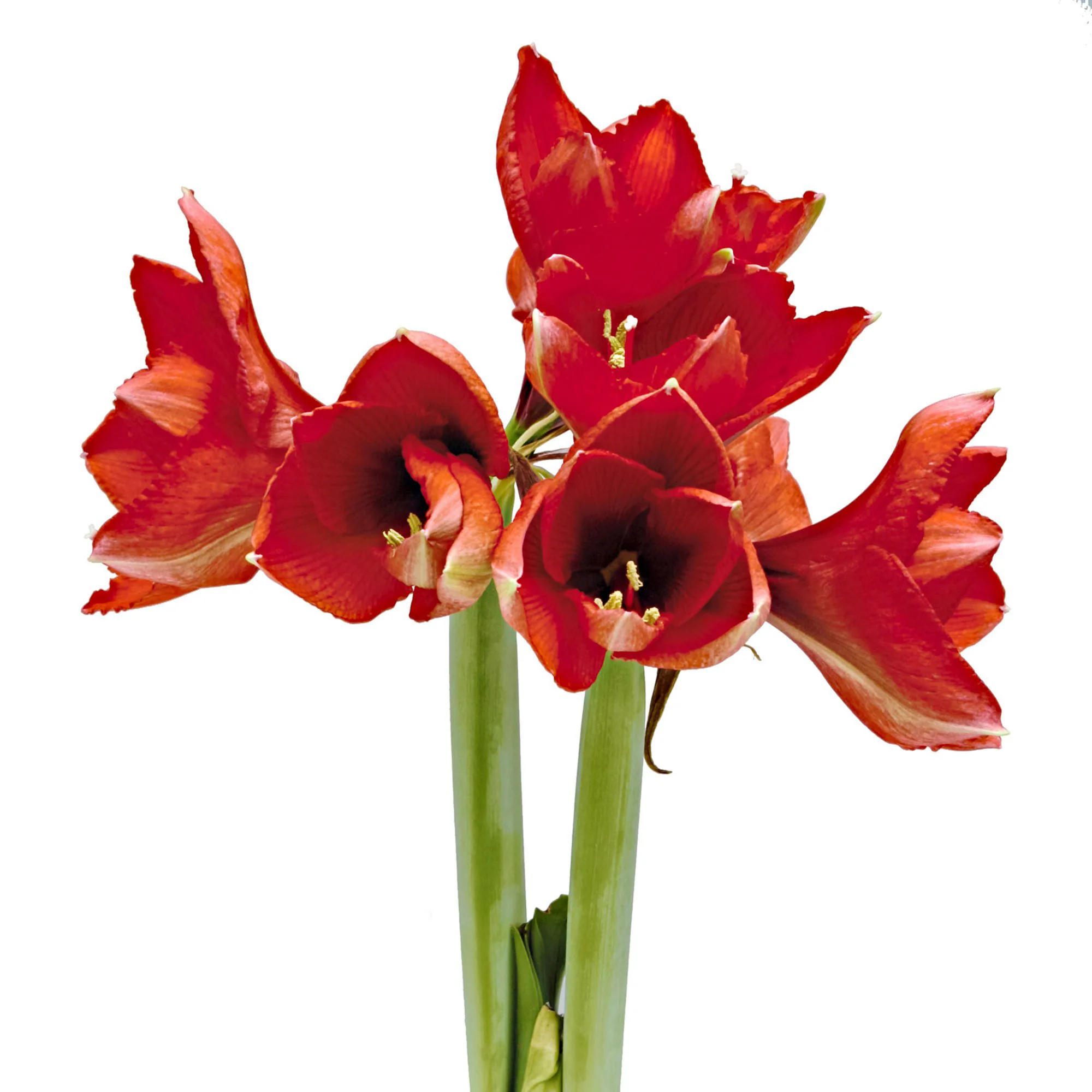 Wax Amaryllis 'Parfumz' cerise - Image 2