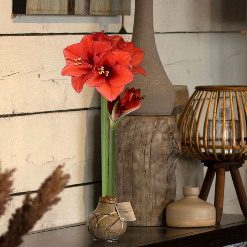 Wax amaryllis 'Rembrandt' or - Image 2