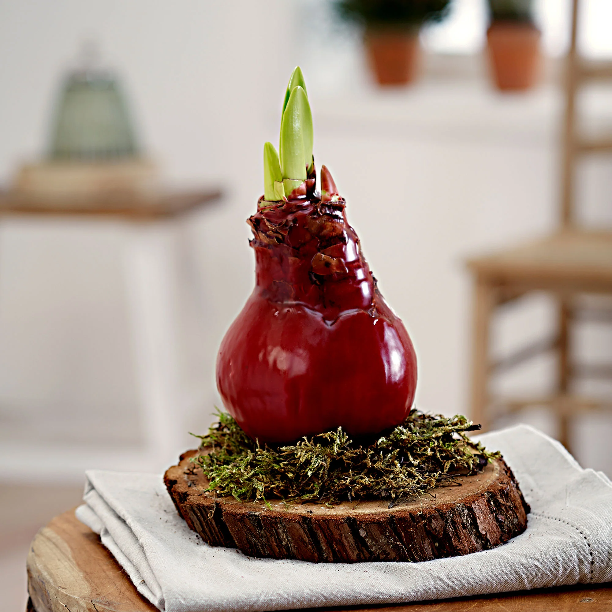 Wax amaryllis rouge - Image 2