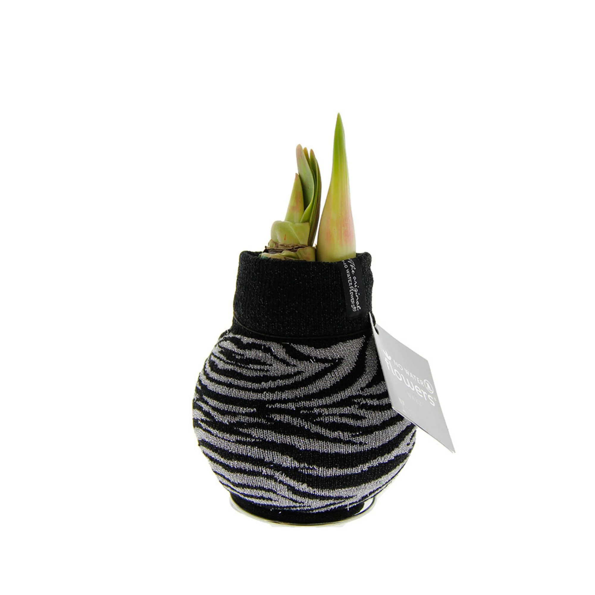 Wax amaryllis 'Zebra' noir - Image 3