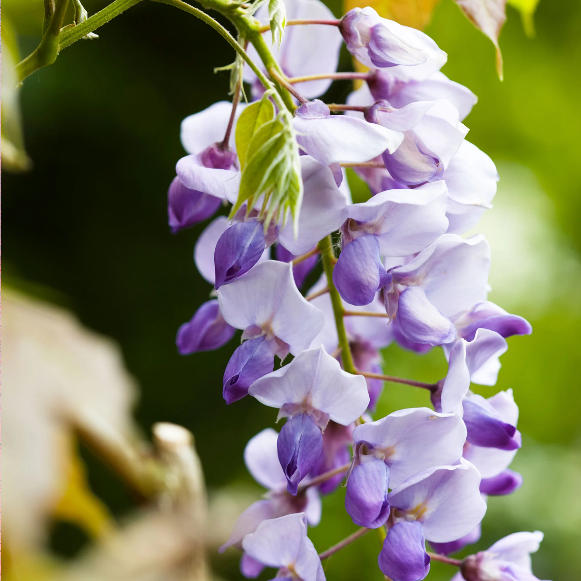 Wisteria 'Caroline' Violet - Image 3