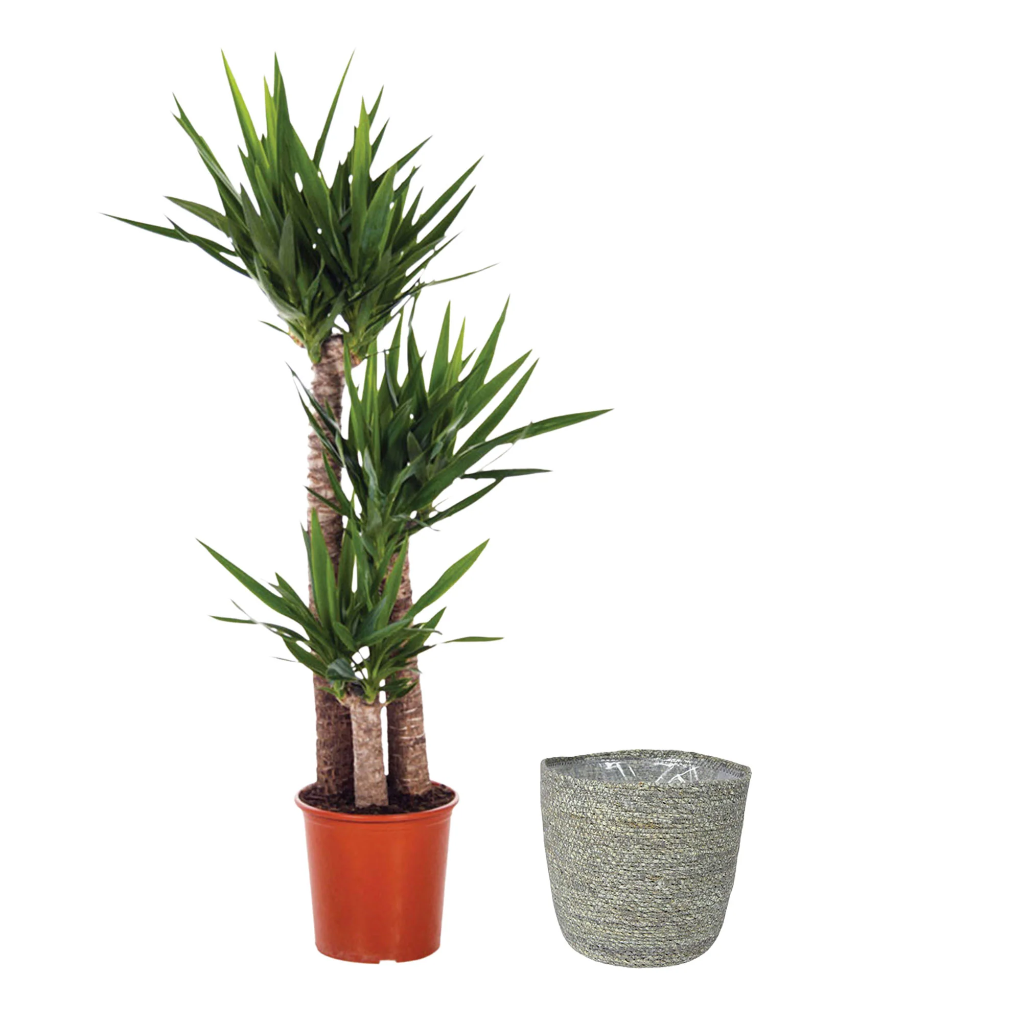 Yucca Yucca elephantipes avec panier en osier gris - Image 5