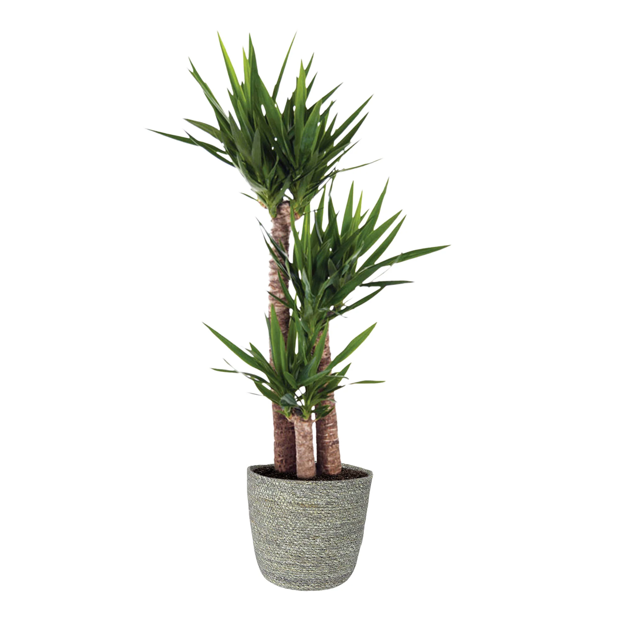 Yucca Yucca elephantipes avec panier en osier gris - Image 6