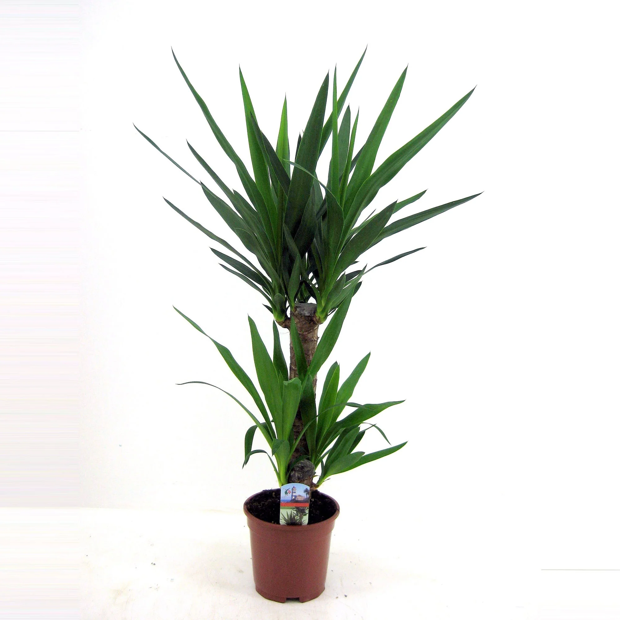 Yucca Yucca elephantipes XL 2 troncs - Image 4