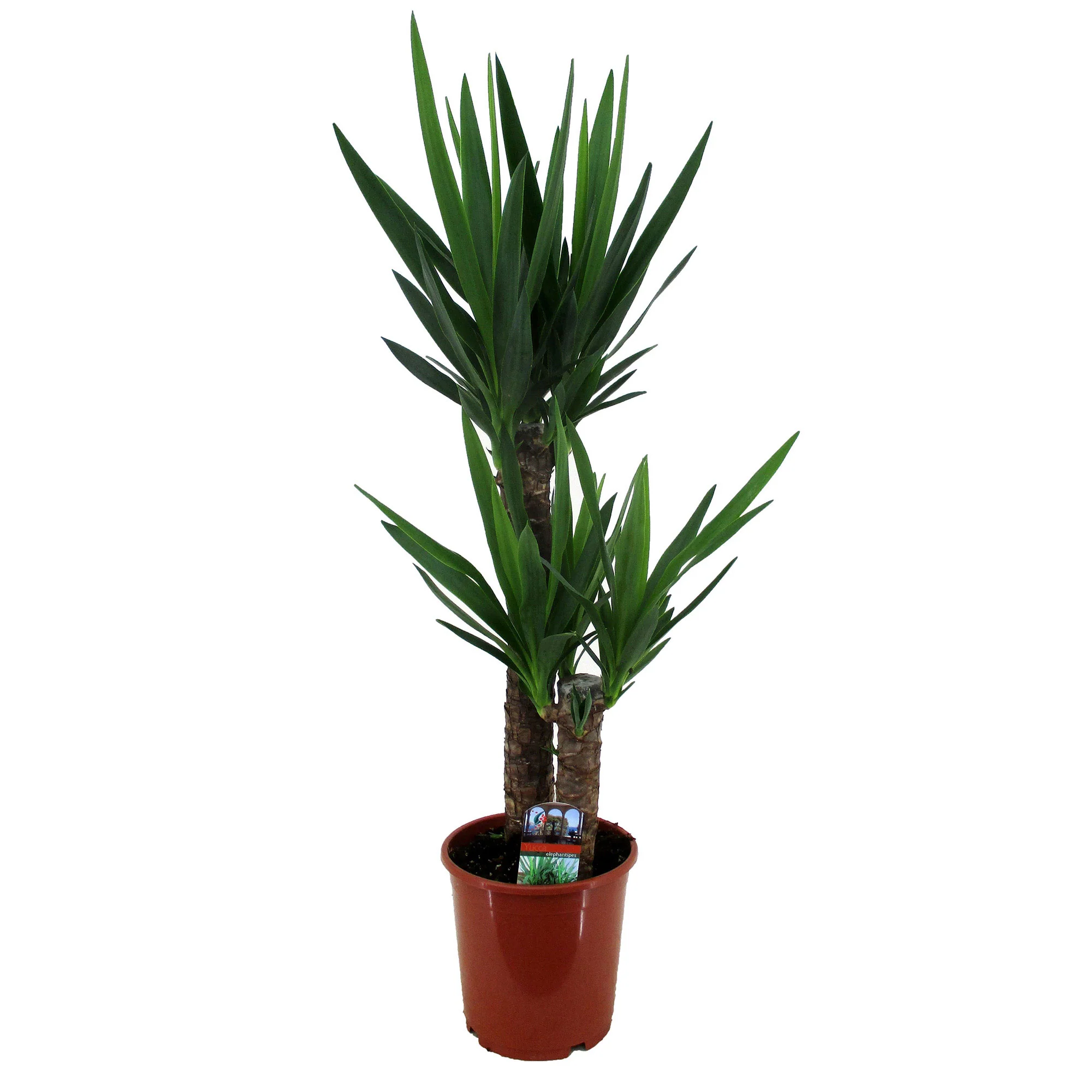 Yucca Yucca elephantipes XL 2 troncs - Image 5