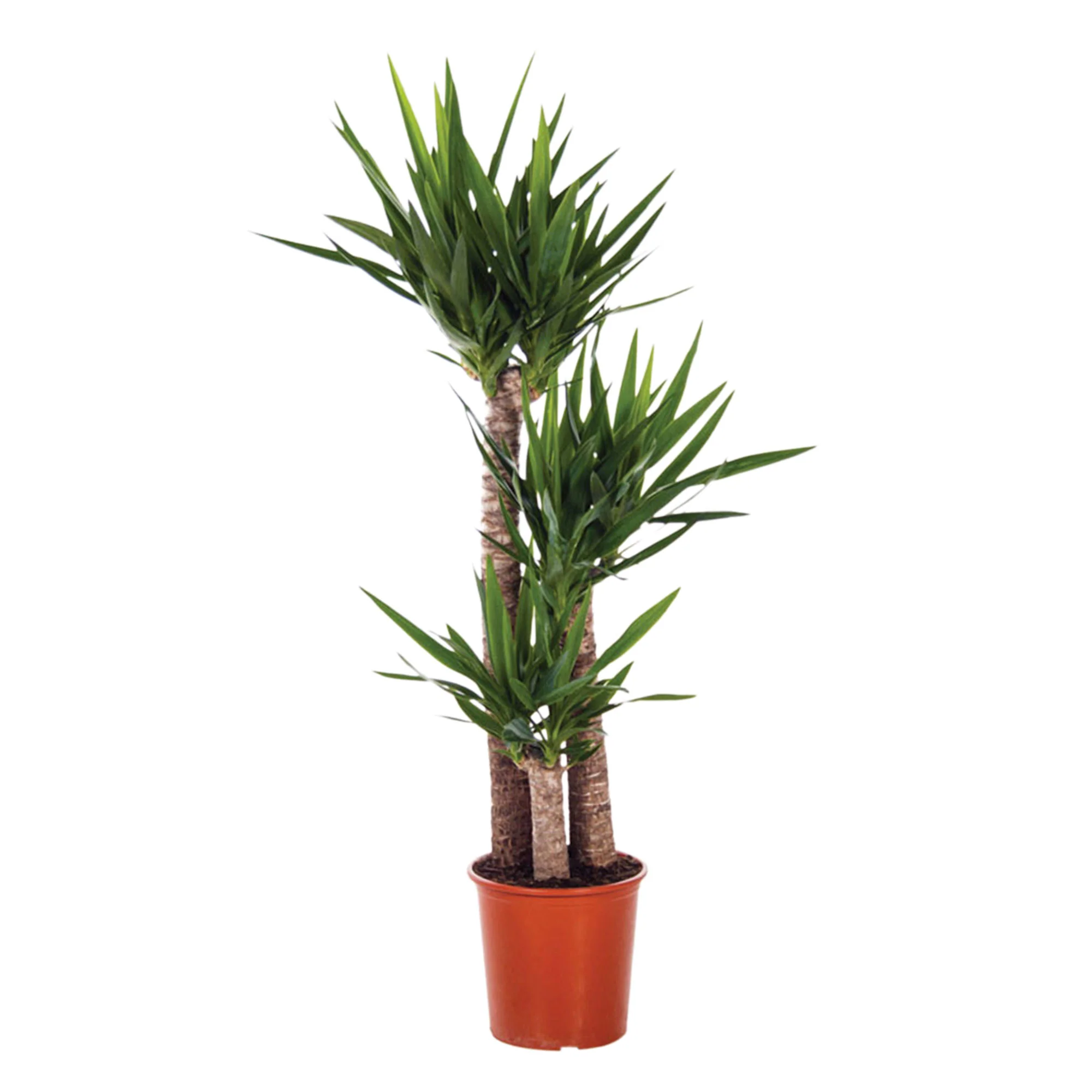 Yucca Yucca elephantipes XL 3 troncs - Image 4