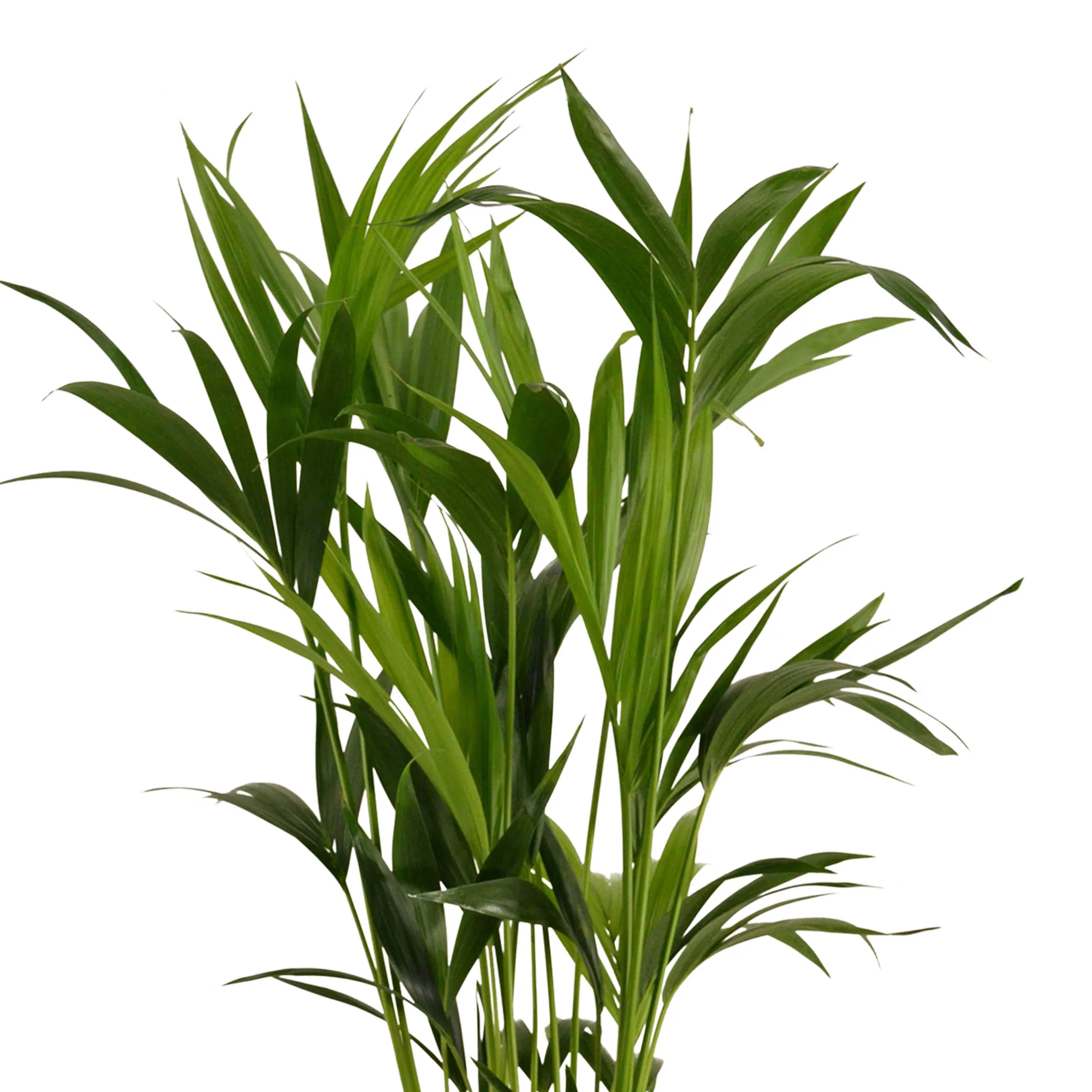 Zamioculcas zamiifolia Howea forsteriana XL avec cache-pot doré - Image 3