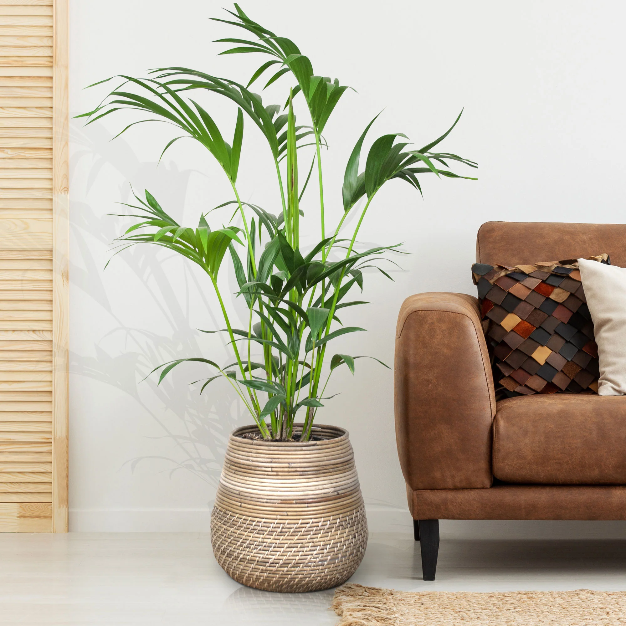 Zamioculcas zamiifolia Howea forsteriana XL avec panier en osier naturel - Image 2